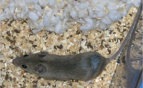 又迎白蚁分飞期 住宅灭蚁指南发布</p><p>